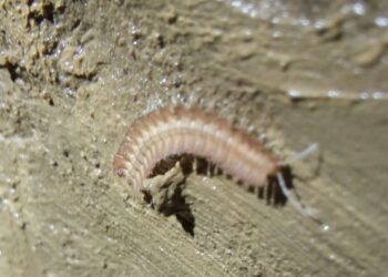 Encuentran a la hembra del milpiés subterráneo que sólo vive en el Alto Asón (Cantabria)