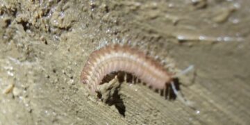 Encuentran a la hembra del milpiés subterráneo que sólo vive en el Alto Asón (Cantabria)