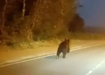 Un oso pardo se mete en una fábrica en Cantabria