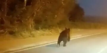 Un oso pardo se mete en una fábrica en Cantabria