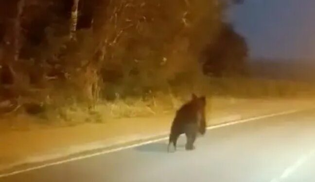 Un oso pardo se mete en una fábrica en Cantabria