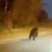 Un oso pardo se mete en una fábrica en Cantabria