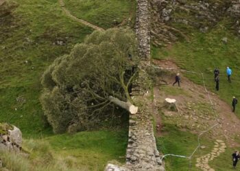 Subnormales se ponen a talar árboles y la lían