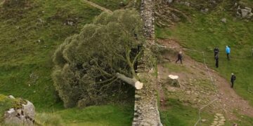 Subnormales se ponen a talar árboles y la lían
