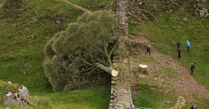 Subnormales se ponen a talar árboles y la lían