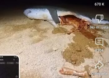 Horrible descubrimiento en una playa de un tiburón que ha devorado a un hombre