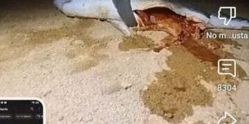 Horrible descubrimiento en una playa de un tiburón que ha devorado a un hombre