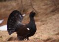 ¿Nos están tomando el pelo con la reintroducción del urogallo en España?