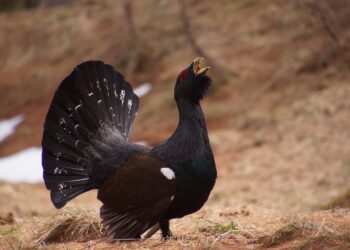 ¿Nos están tomando el pelo con la reintroducción del urogallo en España?