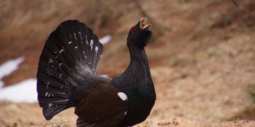 ¿Nos están tomando el pelo con la reintroducción del urogallo en España?
