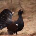 ¿Nos están tomando el pelo con la reintroducción del urogallo en España?