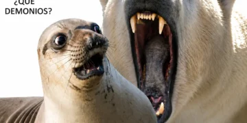 El antepasado común de focas y osos que decidió meterse al agua un poco más