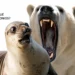 El antepasado común de focas y osos que decidió meterse al agua un poco más