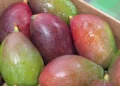 La fruta de verano en Cantabria atrae a los osos pardos hacia los pueblos