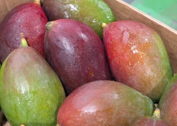La fruta de verano en Cantabria atrae a los osos pardos hacia los pueblos