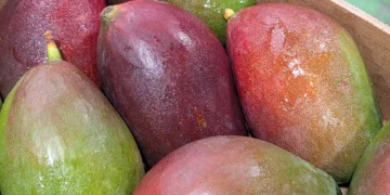 La fruta de verano en Cantabria atrae a los osos pardos hacia los pueblos